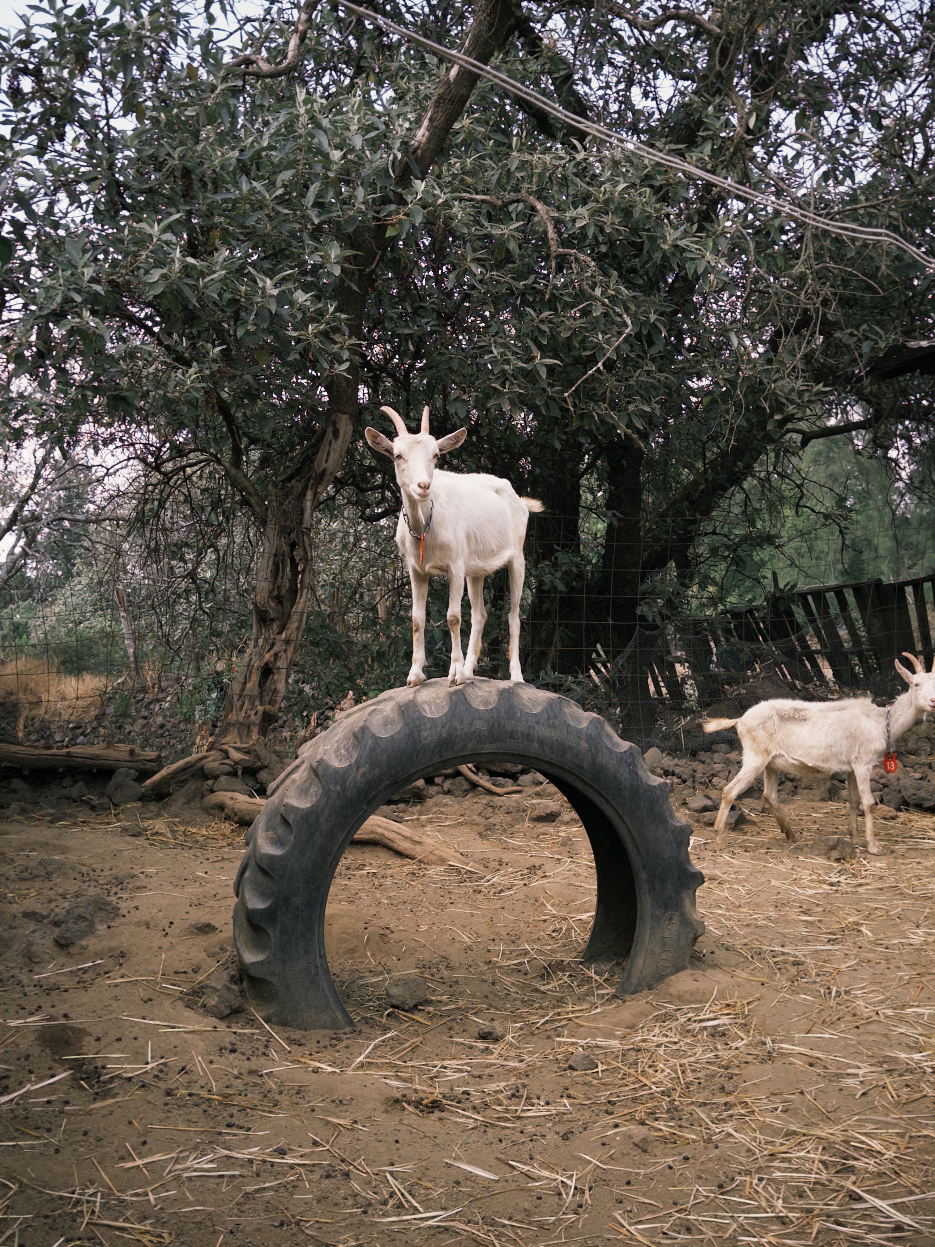 A white goat with curved horns stands proudly atop a black tractor tyre in a dusty Mexican farmyard. Olive trees fill the background. A second white goat with a red number-13 ear tag walks past on the right. Late-afternoon light filters through the leaves; the ground is scattered with golden hay.